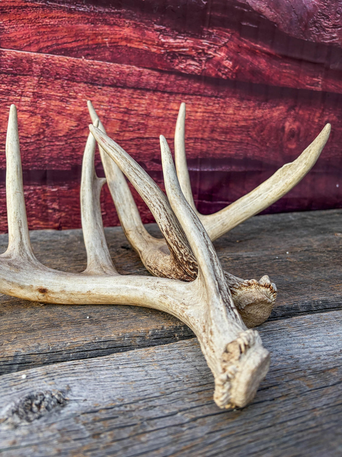 White-tailed Deer Antlers - Large Matching Set. Decor, Crafting and More.