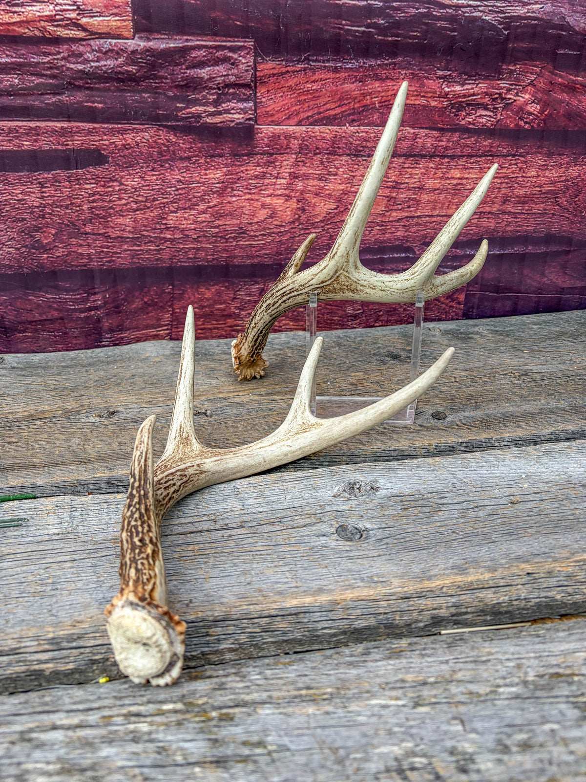 Deer Antlers - White-tailed Deer Matching set. Canadian Buck. Small 8 point set of Crafting and Decor Antlers