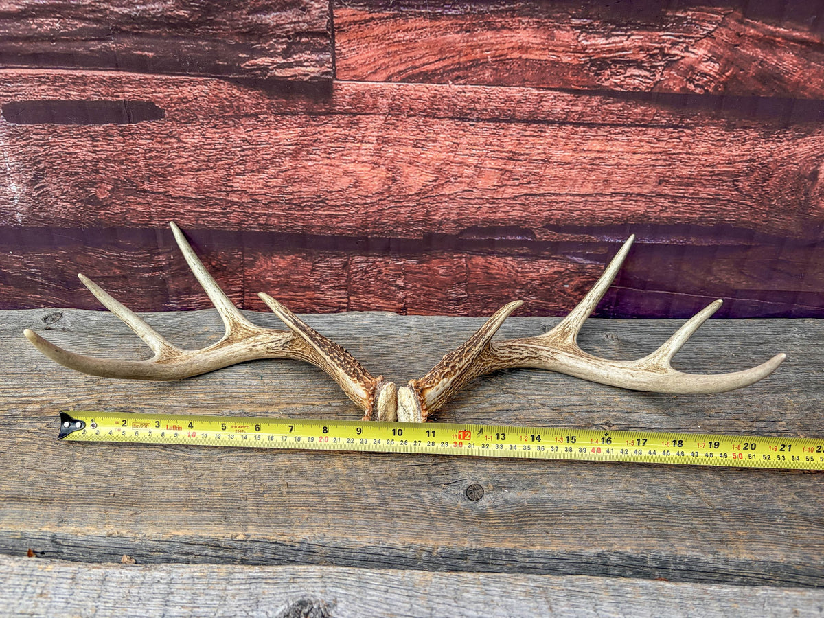 Deer Antlers - White-tailed Deer Matching set. Canadian Buck. Small 8 point set of Crafting and Decor Antlers