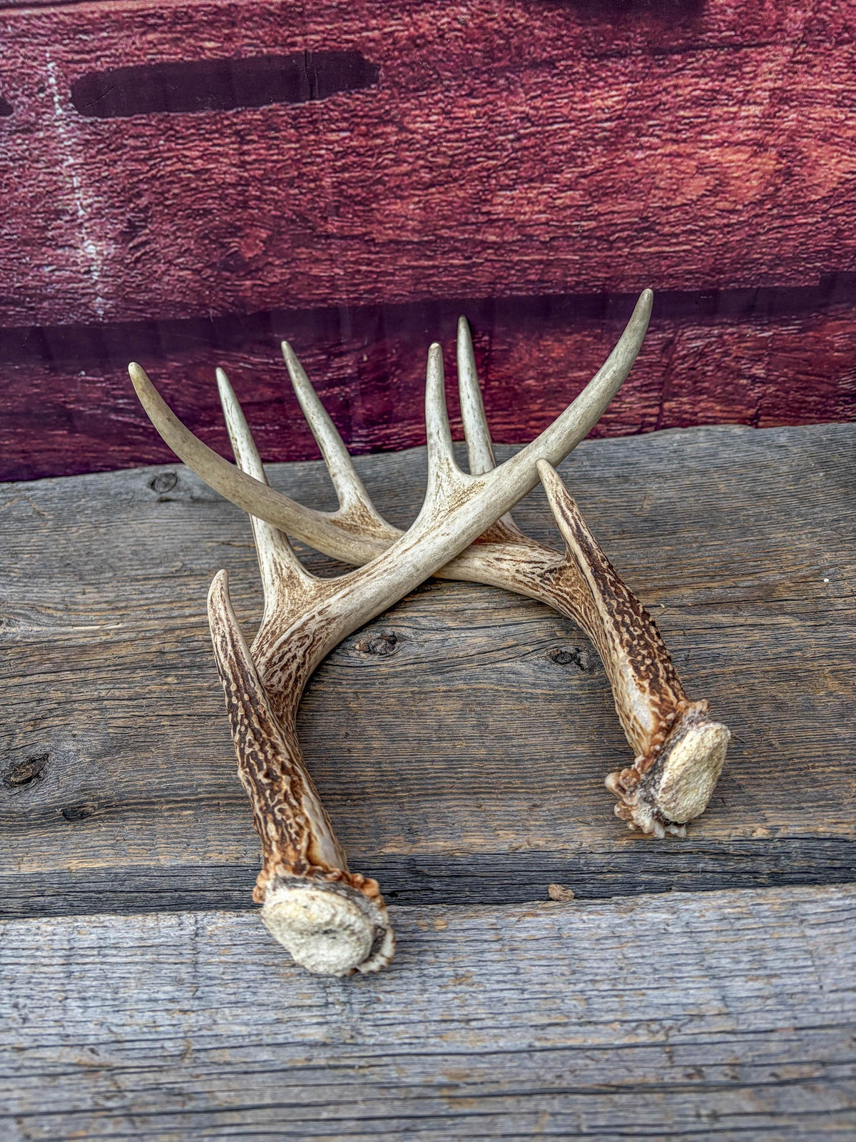 Deer Antlers - White-tailed Deer Matching set. Canadian Buck. Small 8 point set of Crafting and Decor Antlers