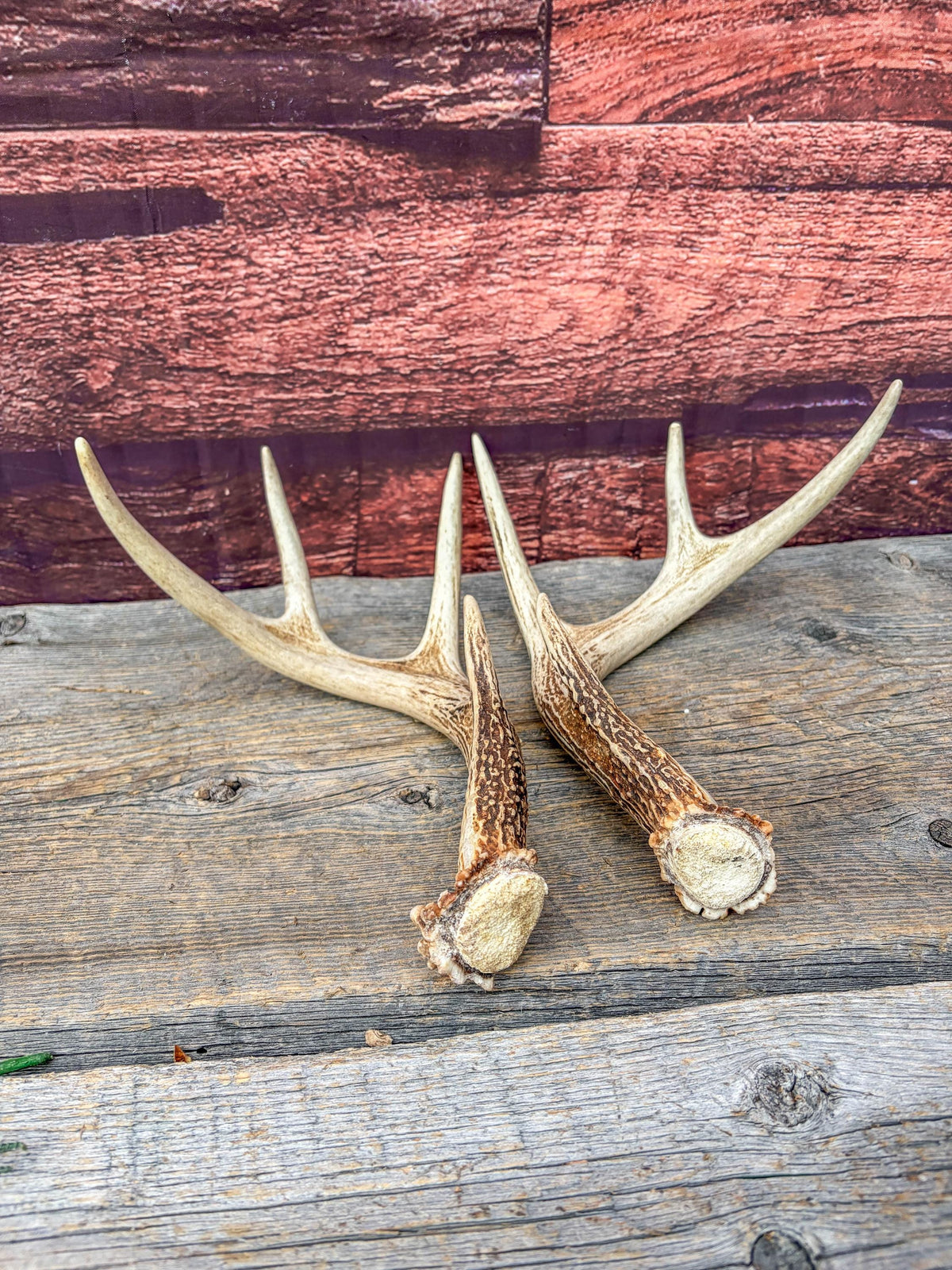 Deer Antlers - White-tailed Deer Matching set. Canadian Buck. Small 8 point set of Crafting and Decor Antlers