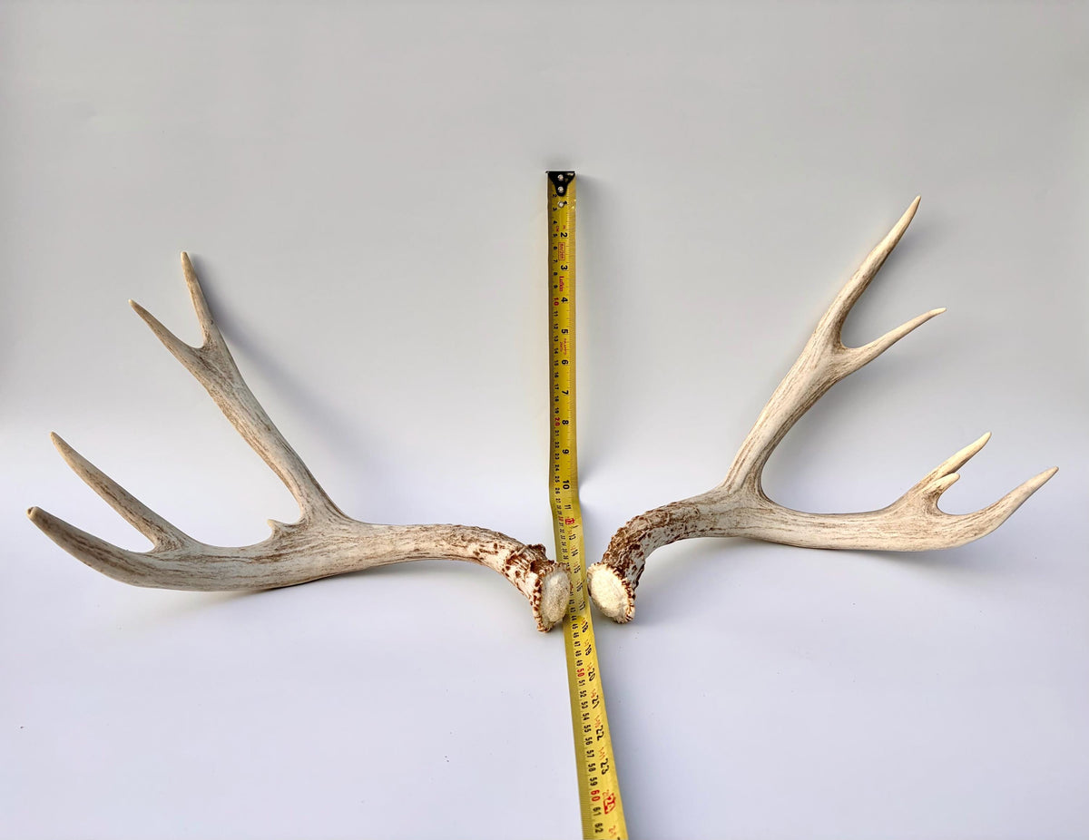 Mule Deer Antlers. Matching Brown Set. Decor, design, crafting and more!