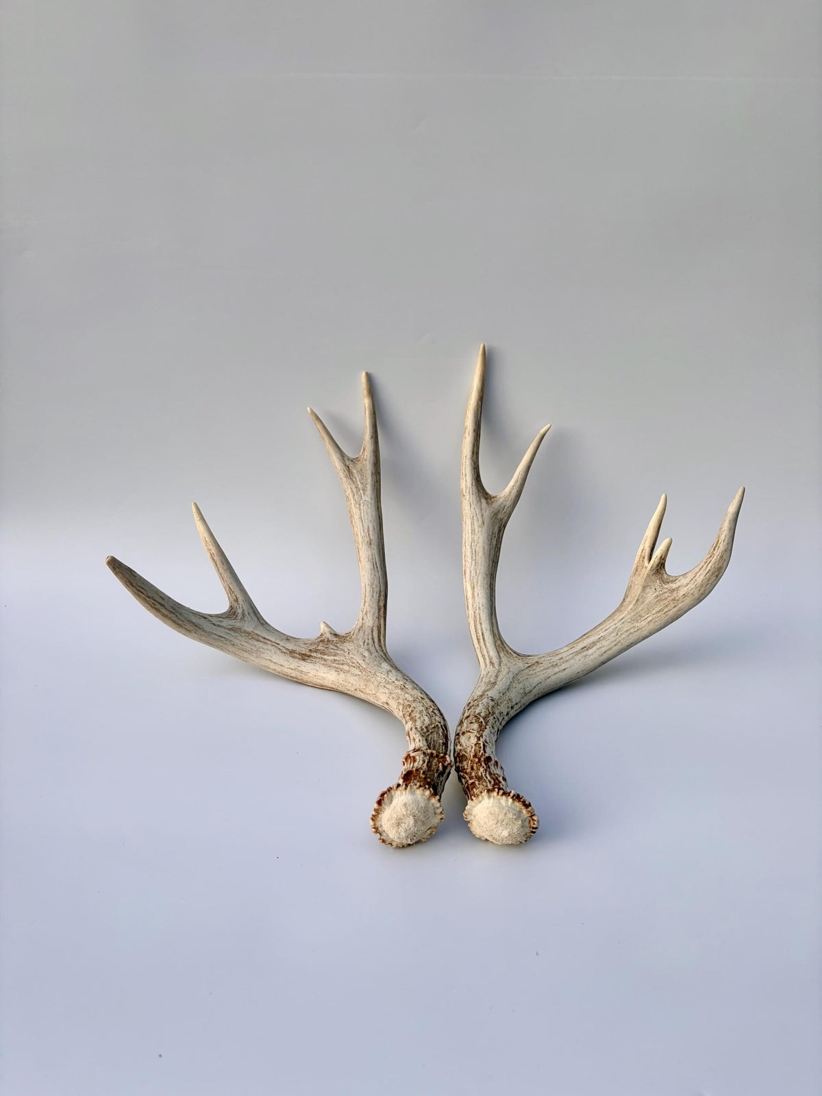 Mule Deer Antlers. Matching Brown Set. Decor, design, crafting and more!