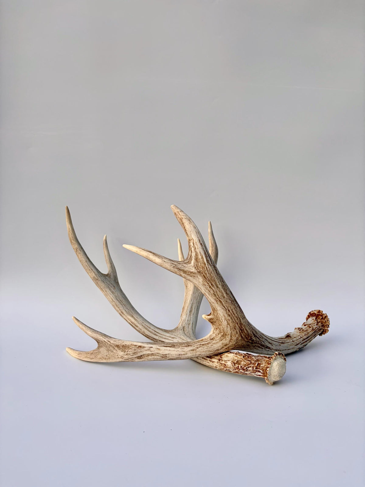 Mule Deer Antlers. Matching Brown Set. Decor, design, crafting and more!