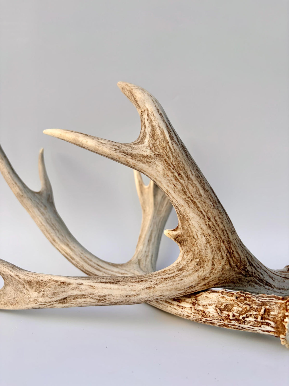 Mule Deer Antlers. Matching Brown Set. Decor, design, crafting and more!