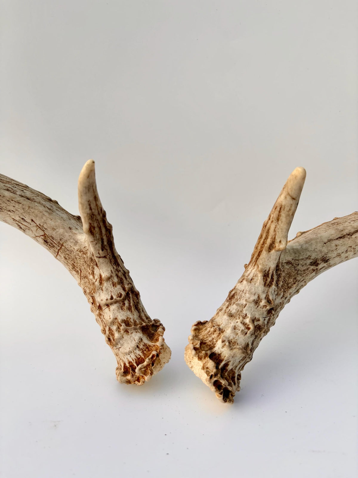 Mule Deer Antlers. Matching Brown Set. Decor, design, crafting and more!