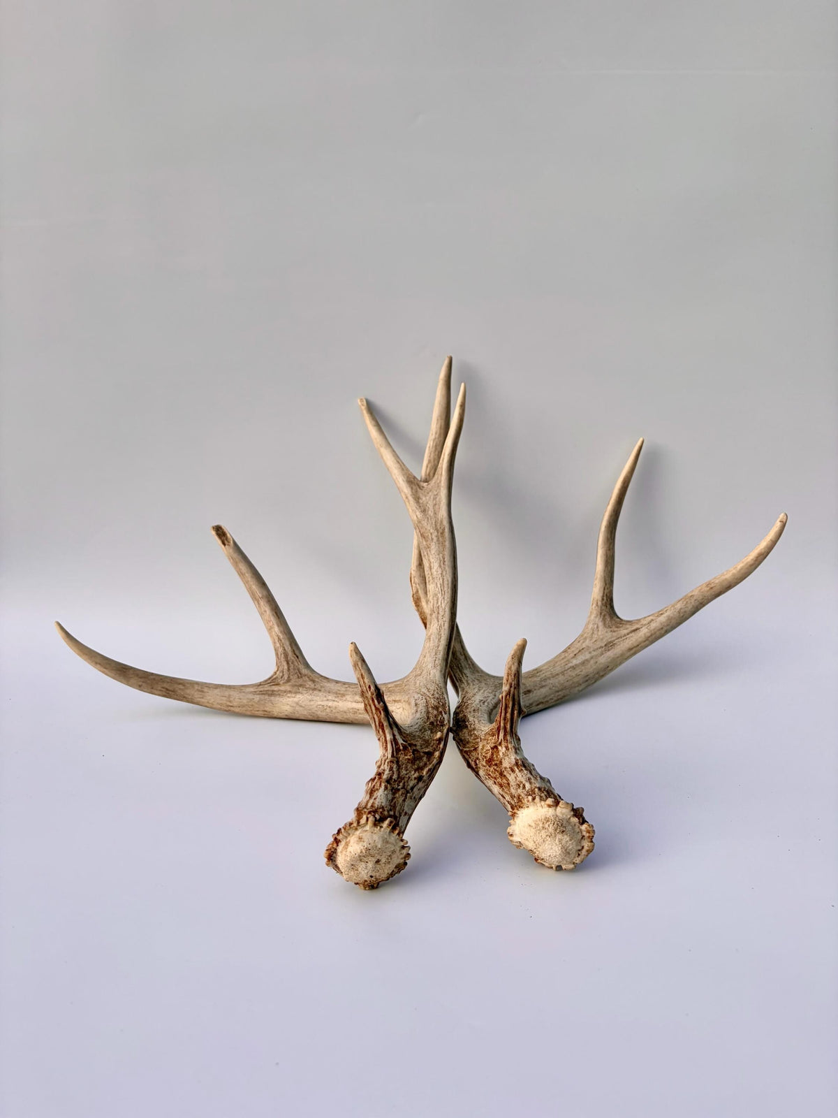 Mule Deer Antlers. Matching Brown Set. Decor, design, crafting and more!