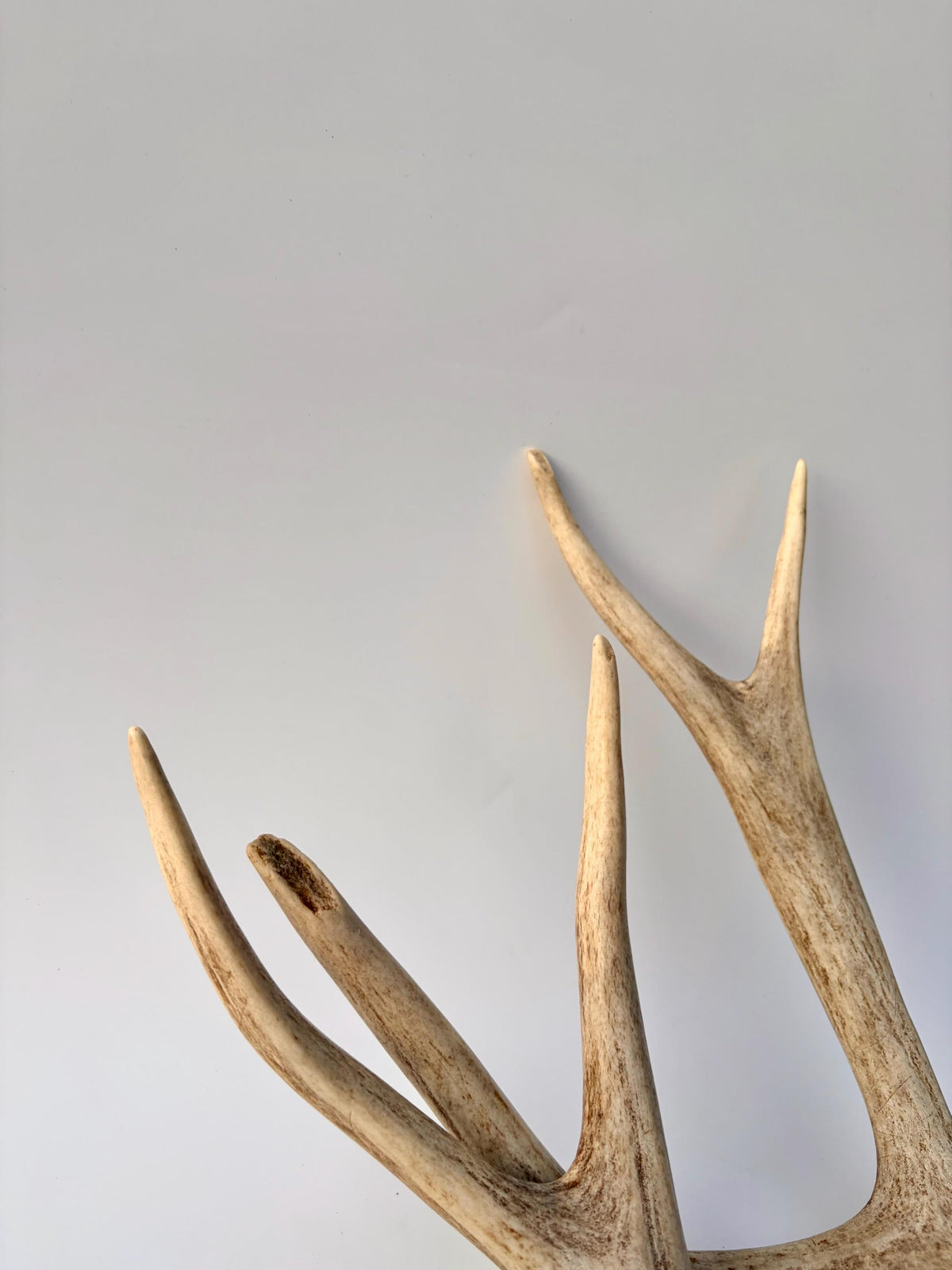 Mule Deer Antlers. Matching Brown Set. Decor, design, crafting and more!