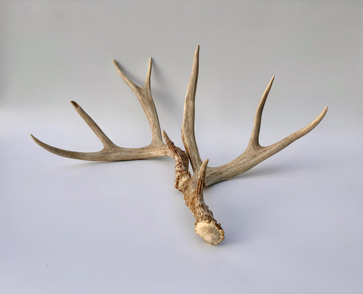 Mule Deer Antlers. Matching Brown Set. Decor, design, crafting and more!