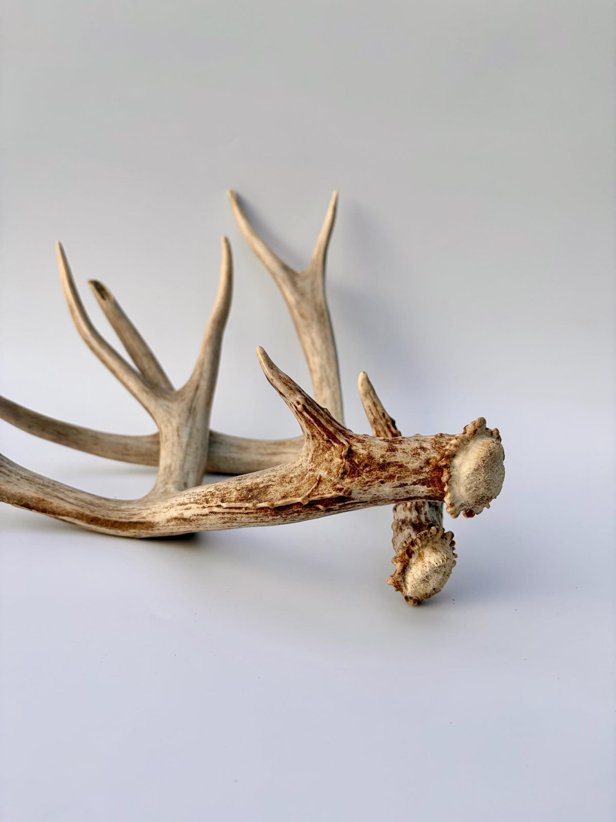 Mule Deer Antlers. Matching Brown Set. Decor, design, crafting and more!