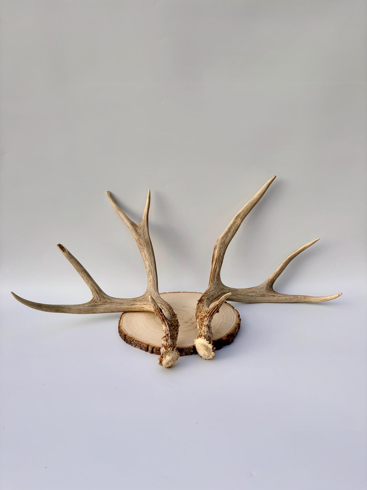 Mule Deer Antlers. Matching Brown Set. Decor, design, crafting and more!