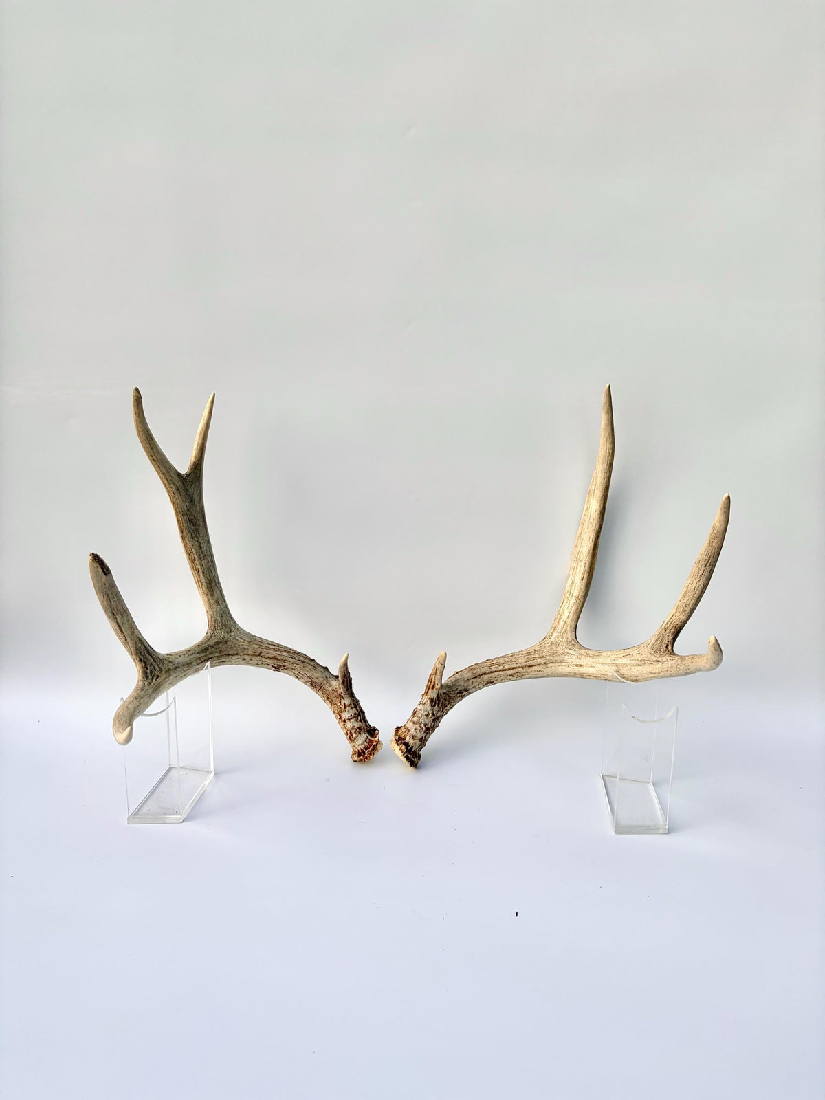 Mule Deer Antlers. Matching Brown Set. Decor, design, crafting and more!