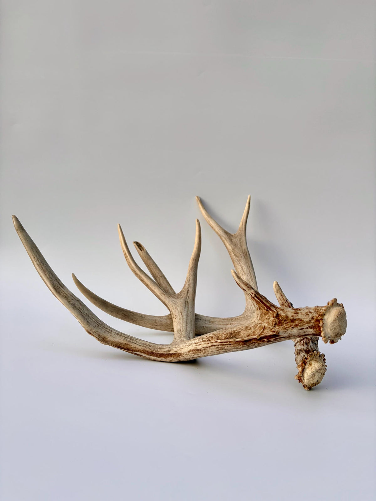 Mule Deer Antlers. Matching Brown Set. Decor, design, crafting and more!
