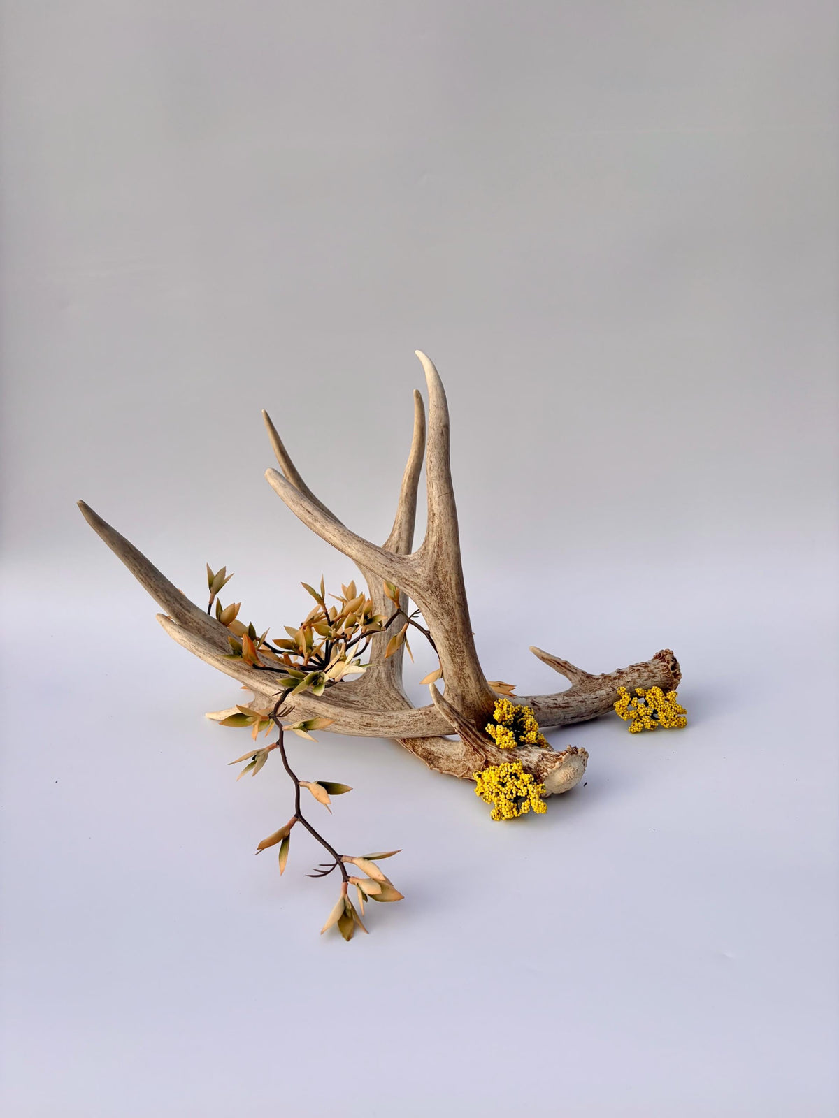 Mule Deer Antlers. Matching Brown Set. Decor, design, crafting and more!