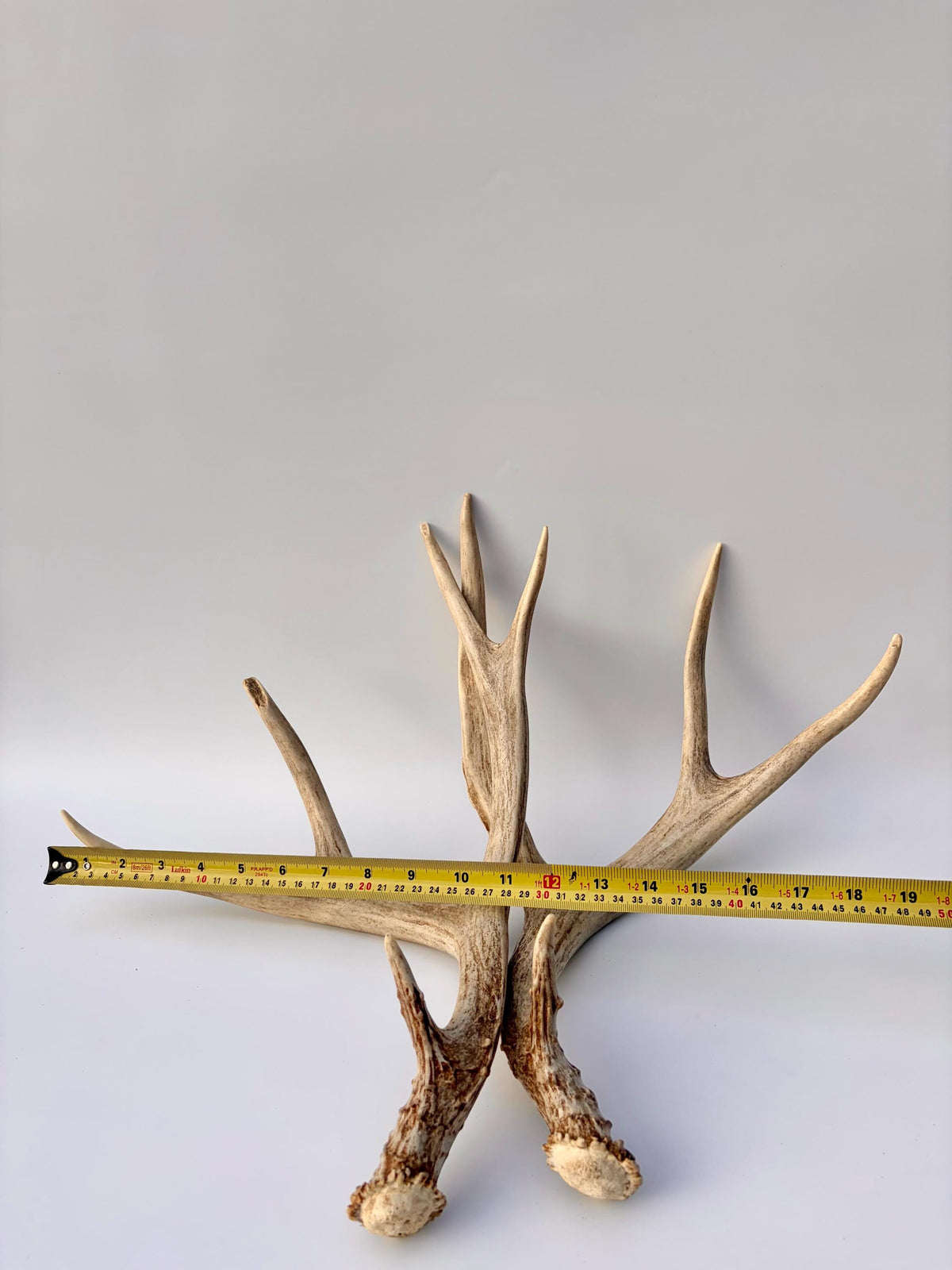 Mule Deer Antlers. Matching Brown Set. Decor, design, crafting and more!