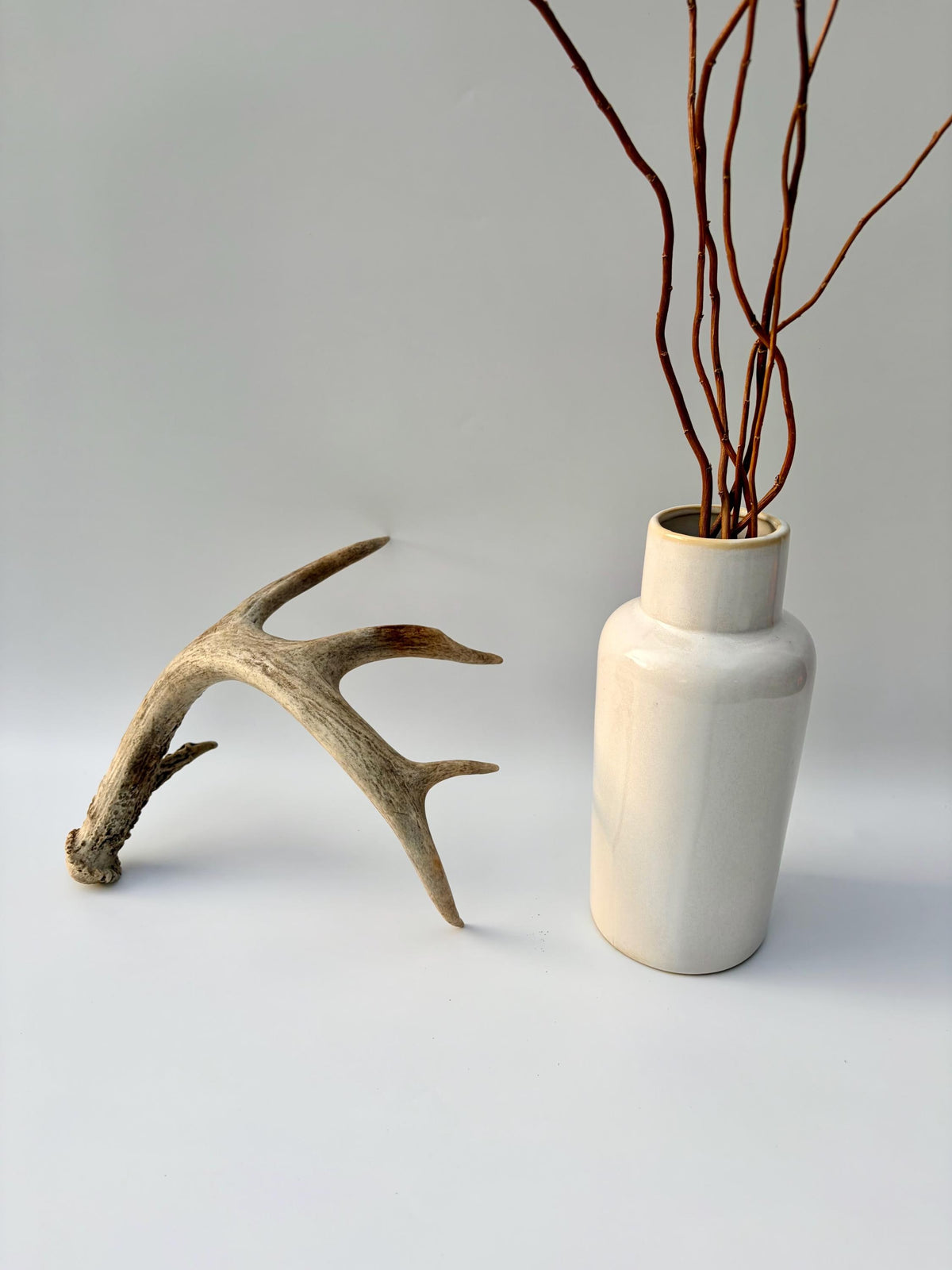 Deer Antler - White-tailed deer Antler. Wild antler for Decor, Design, and More.