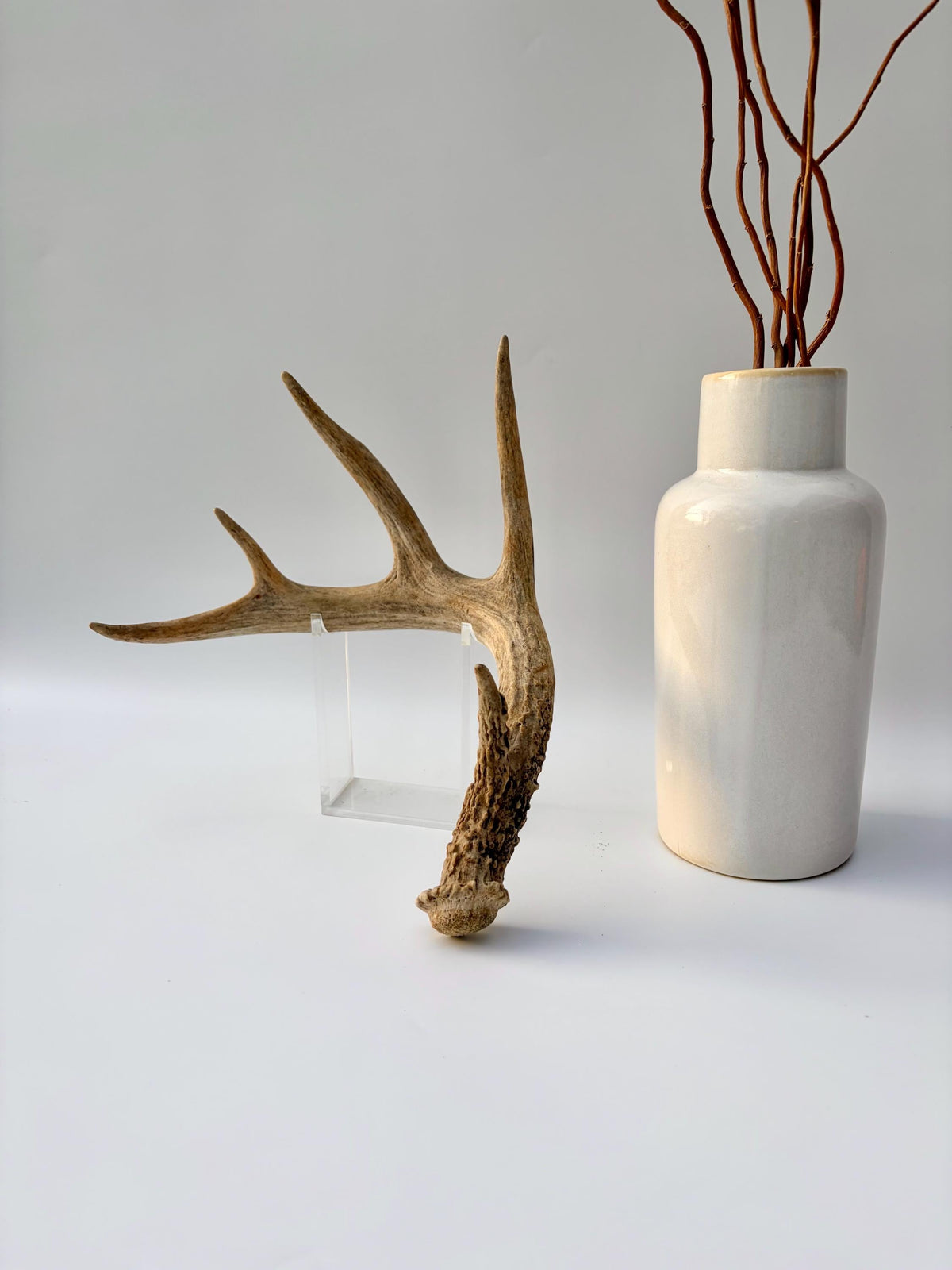 Deer Antler - White-tailed deer Antler. Wild antler for Decor, Design, and More.