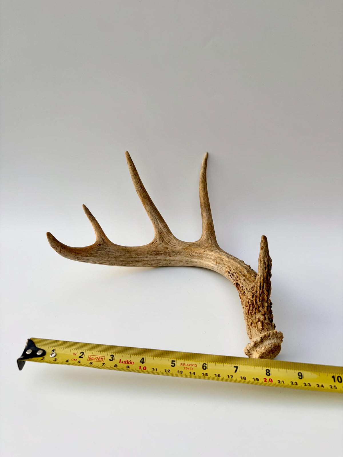 Deer Antler - White-tailed deer Antler. Wild antler for Decor, Design, and More.