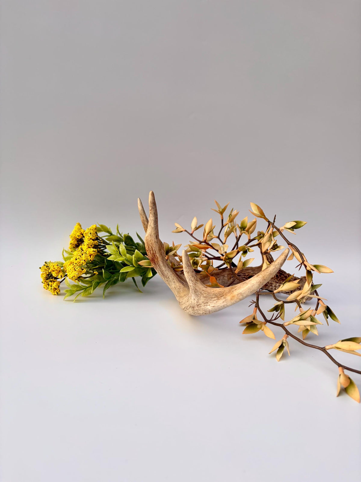 Deer Antler - White-tailed deer Antler. Wild antler for Decor, Design, and More.