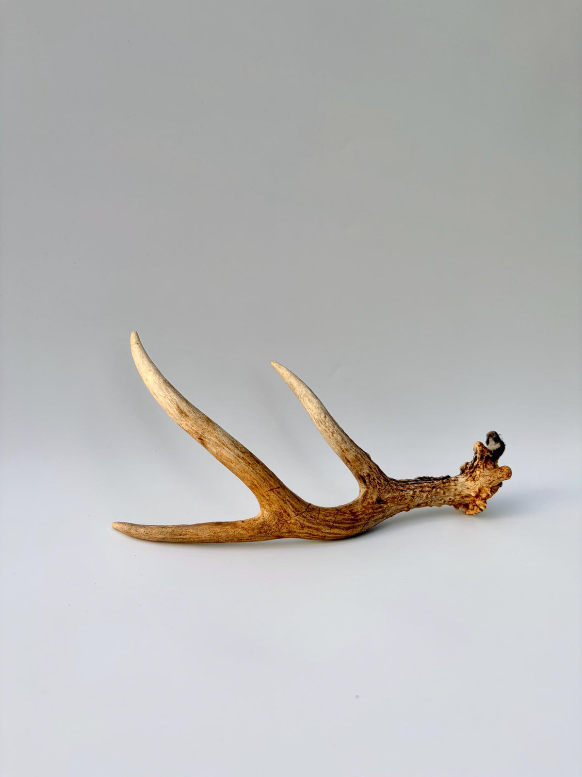 Bizarre Mule Deer Antler. Atypical small Mule Deer Antler with mini drop-tine! Crafting, Decor and More!