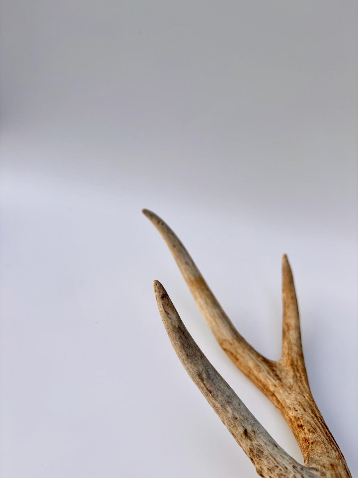 Bizarre Mule Deer Antler. Atypical small Mule Deer Antler with mini drop-tine! Crafting, Decor and More!