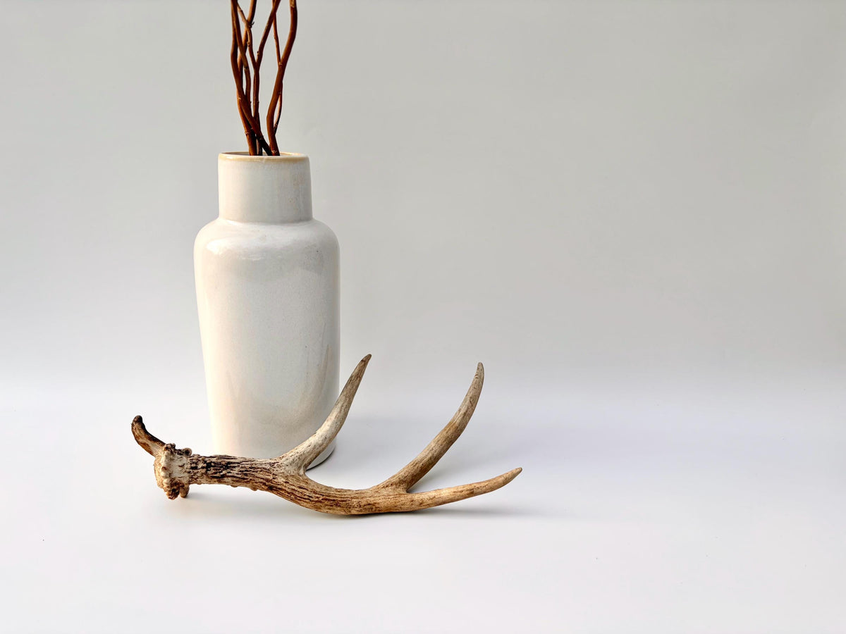 Bizarre Mule Deer Antler. Atypical small Mule Deer Antler with mini drop-tine! Crafting, Decor and More!