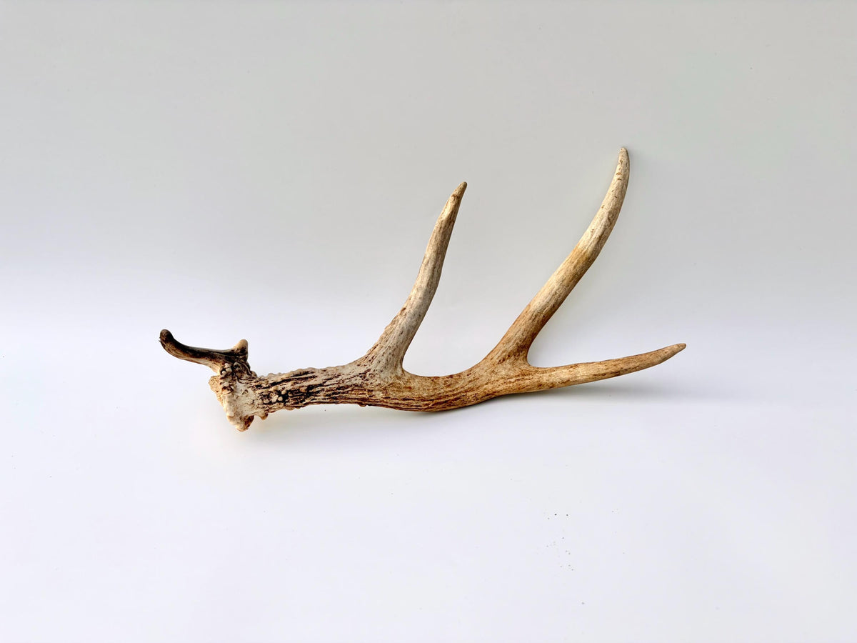 Bizarre Mule Deer Antler. Atypical small Mule Deer Antler with mini drop-tine! Crafting, Decor and More!