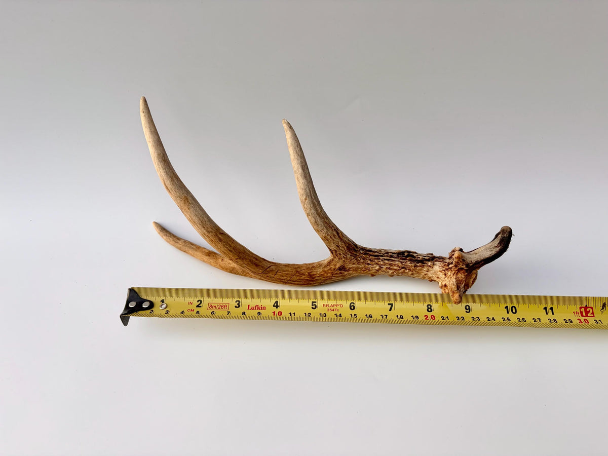 Bizarre Mule Deer Antler. Atypical small Mule Deer Antler with mini drop-tine! Crafting, Decor and More!