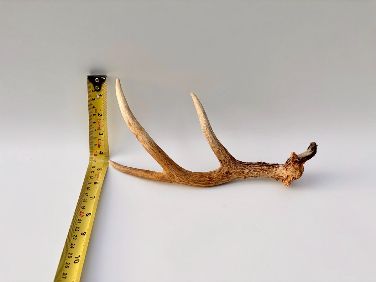 Bizarre Mule Deer Antler. Atypical small Mule Deer Antler with mini drop-tine! Crafting, Decor and More!