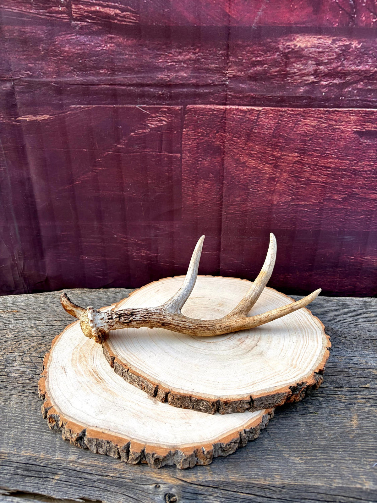 Bizarre Mule Deer Antler. Atypical small Mule Deer Antler with mini drop-tine! Crafting, Decor and More!