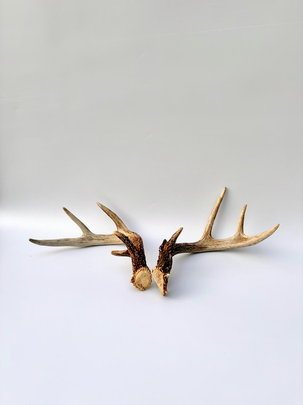 Matched White-Tailed Deer Antlers: Freshly Shed, small 8-Point set.