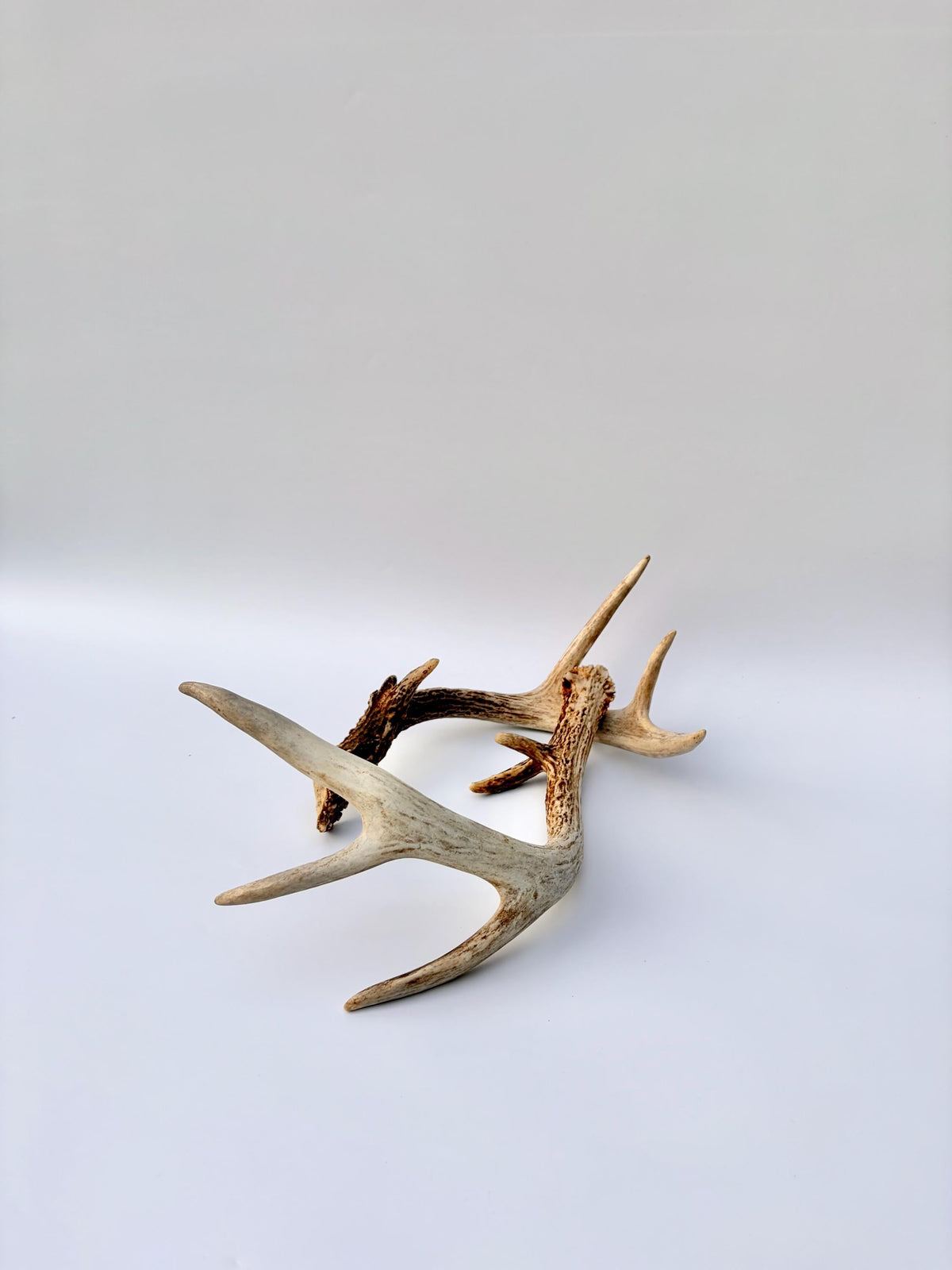 Matched White-Tailed Deer Antlers: Freshly Shed, small 8-Point set.
