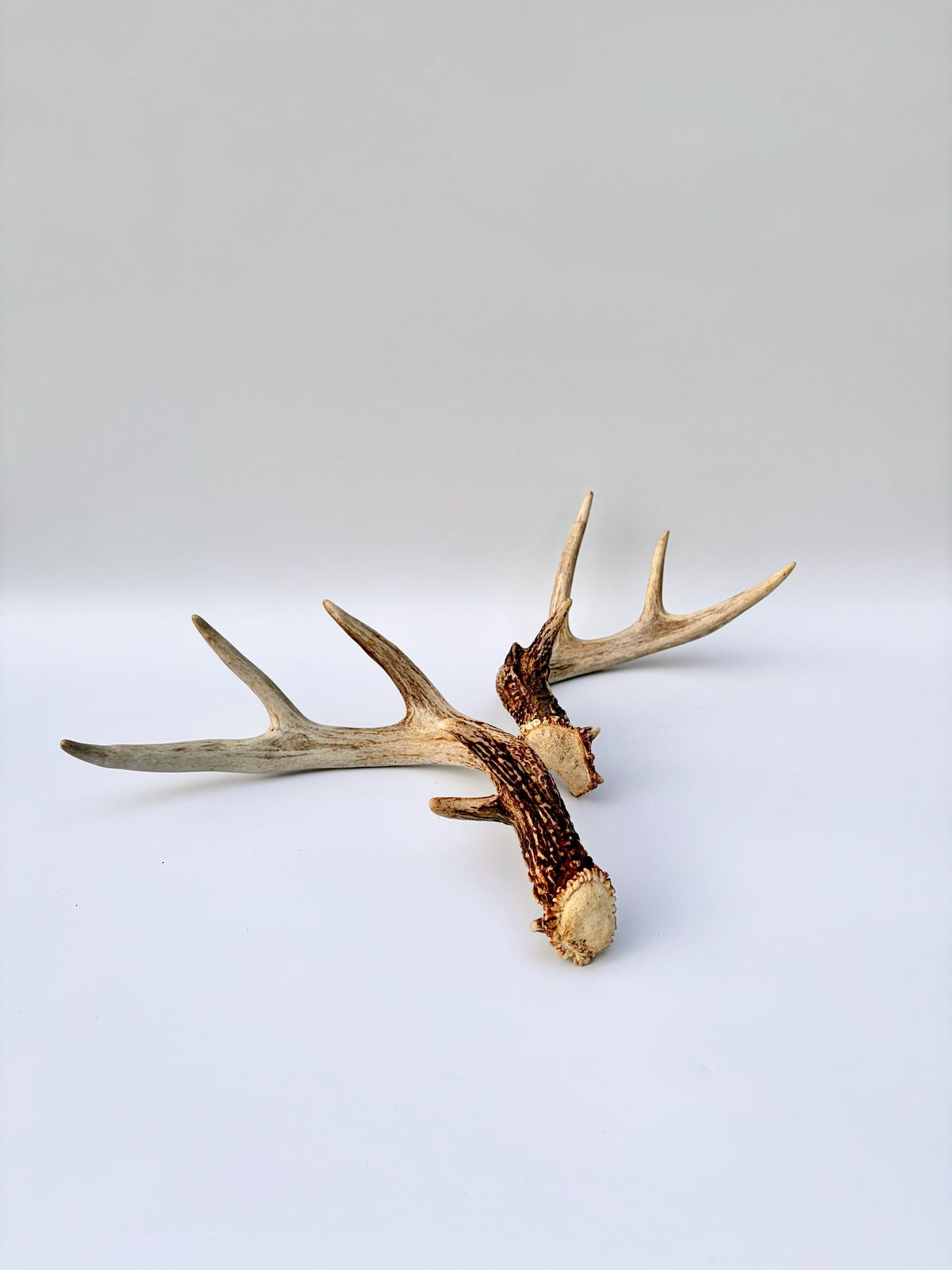 Matched White-Tailed Deer Antlers: Freshly Shed, small 8-Point set.