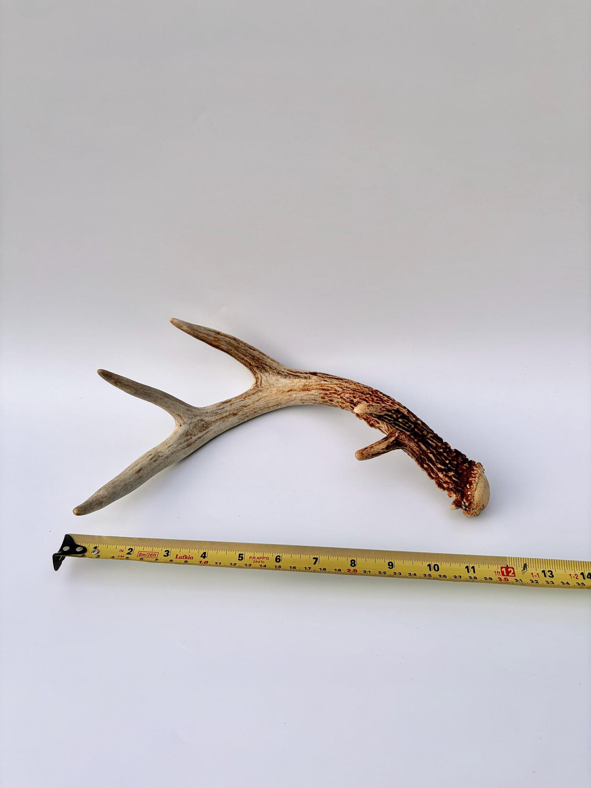 Matched White-Tailed Deer Antlers: Freshly Shed, small 8-Point set.