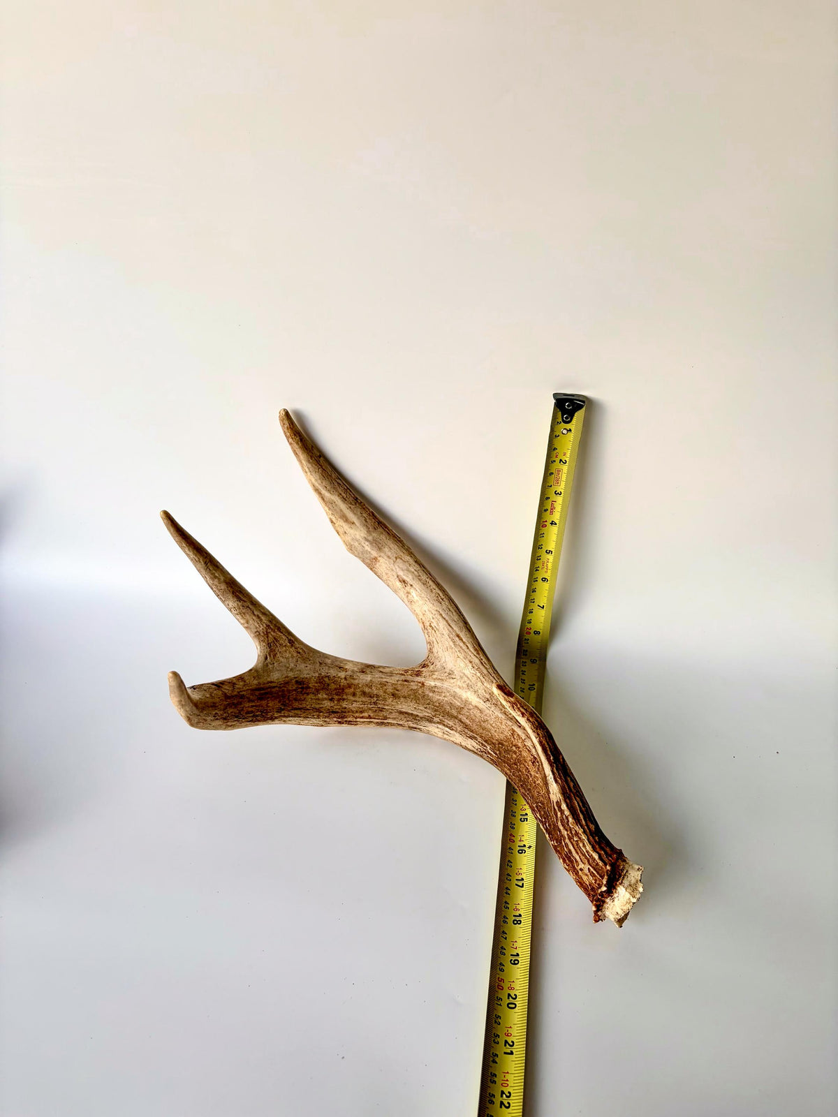 Matching set of White-Tailed Deer Antlers. For Home Decor, Interior Design, and More!