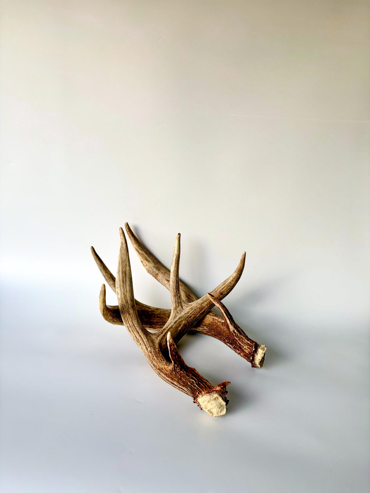 Matching set of White-Tailed Deer Antlers. For Home Decor, Interior Design, and More!