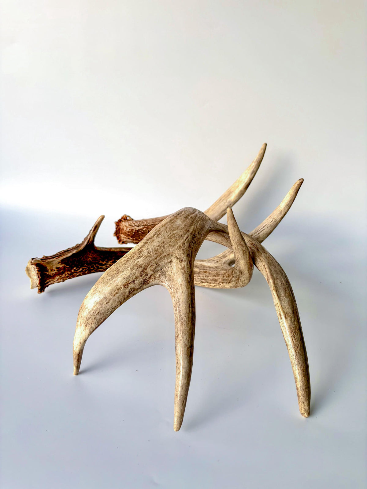 Matching set of White-Tailed Deer Antlers. For Home Decor, Interior Design, and More!