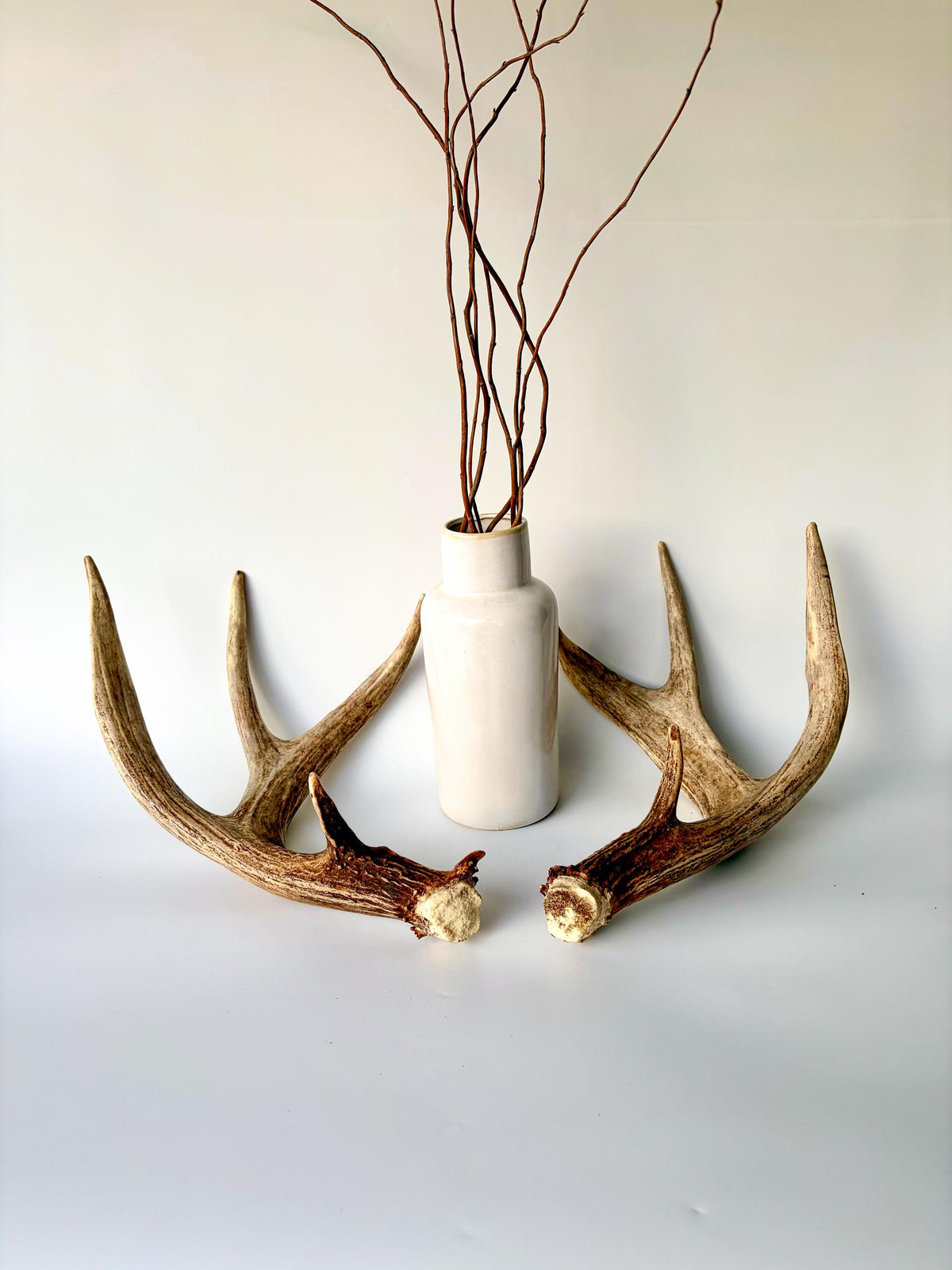 Matching set of White-Tailed Deer Antlers. For Home Decor, Interior Design, and More!