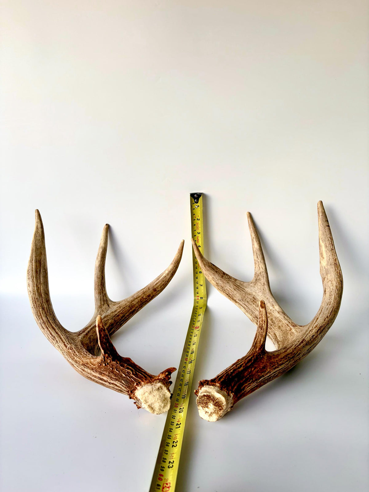Matching set of White-Tailed Deer Antlers. For Home Decor, Interior Design, and More!