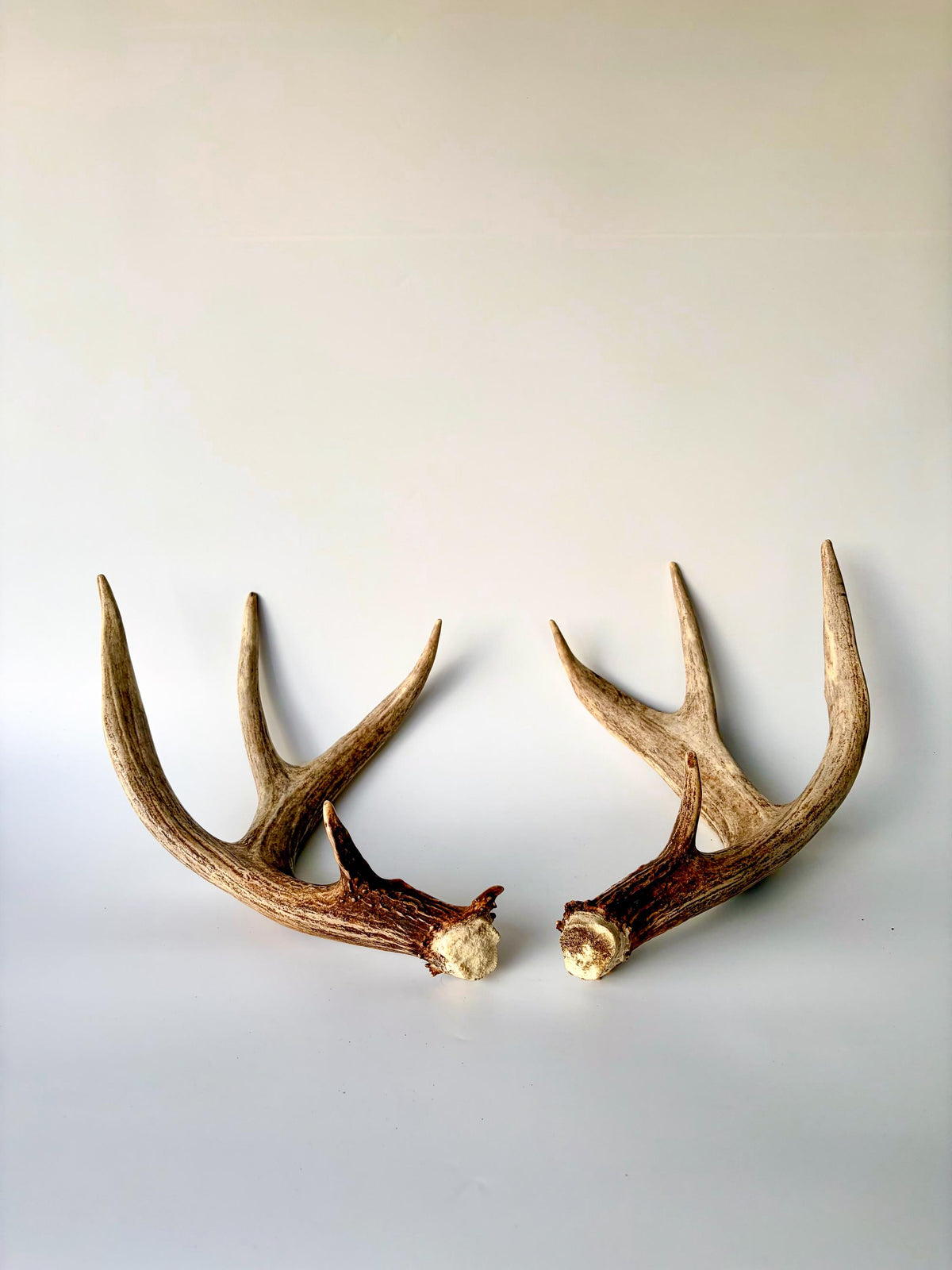 Matching set of White-Tailed Deer Antlers. For Home Decor, Interior Design, and More!