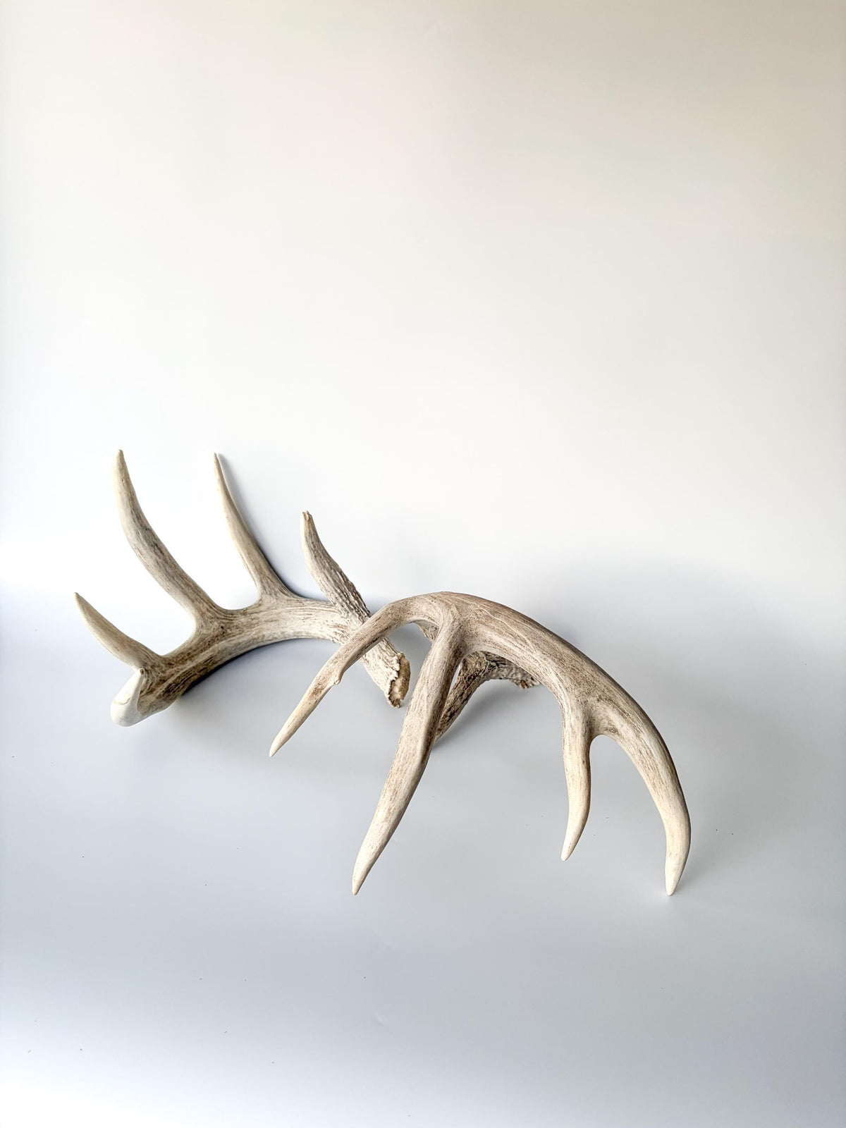 White-tailed Deer Antlers - Large Matching Set. Decor, Crafting and More.