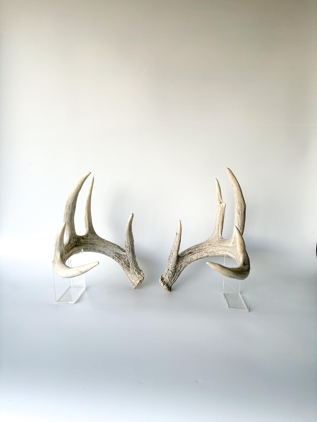 White-tailed Deer Antlers - Large Matching Set. Decor, Crafting and More.