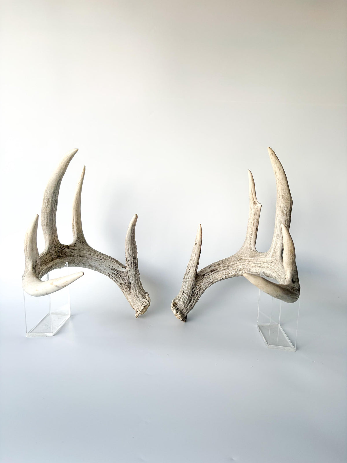 White-tailed Deer Antlers - Large Matching Set. Decor, Crafting and More.