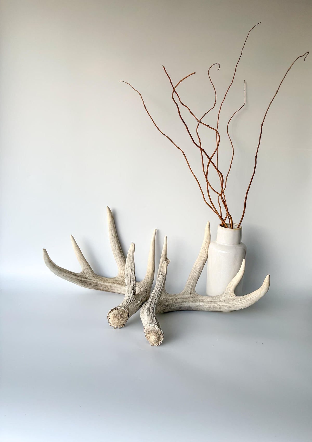 White-tailed Deer Antlers - Large Matching Set. Decor, Crafting and More.