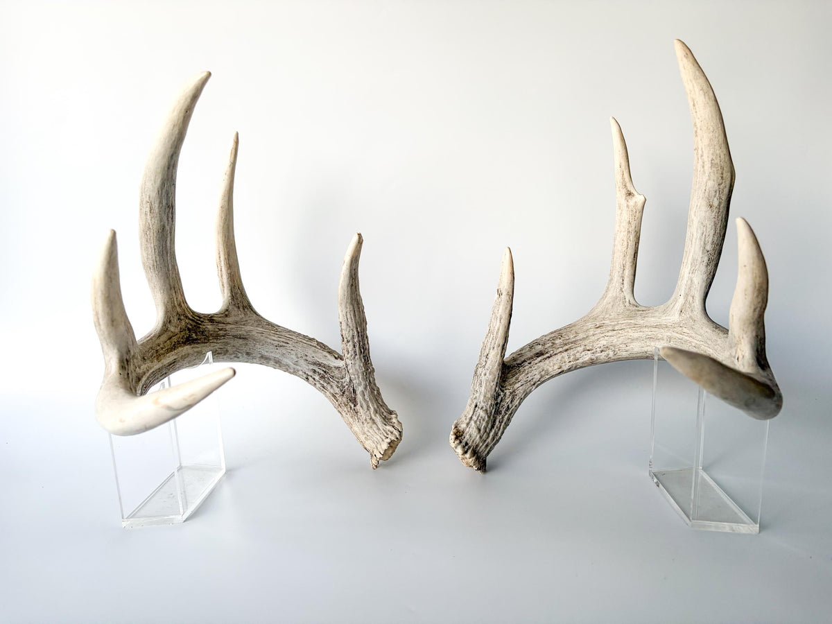 White-tailed Deer Antlers - Large Matching Set. Decor, Crafting and More.