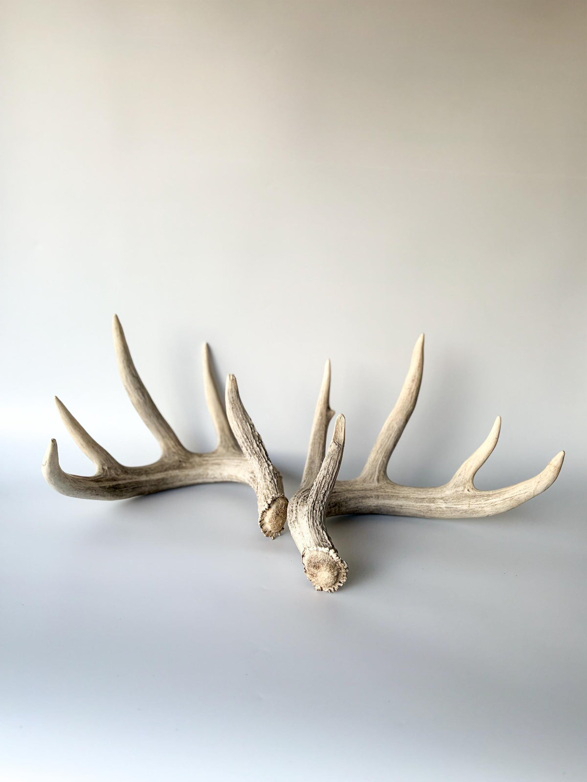 White-tailed Deer Antlers - Large Matching Set. Decor, Crafting and More.