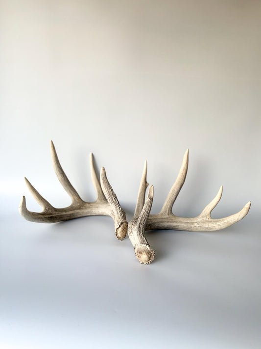 White-tailed Deer Antlers - Large Matching Set. Decor, Crafting and More.