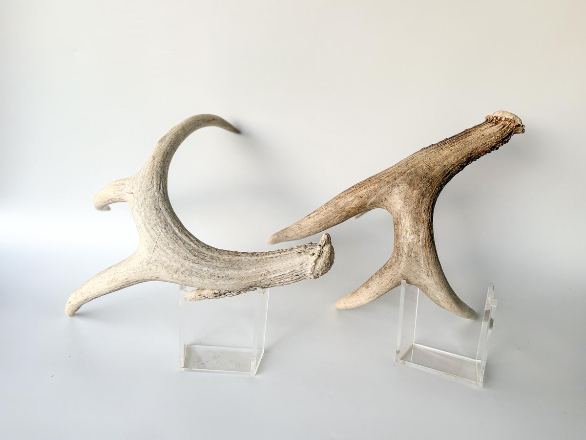 Deer Antlers - Matched sheds from a Whitetail deer. Crafting. Farmhouse, Rustic Decor.