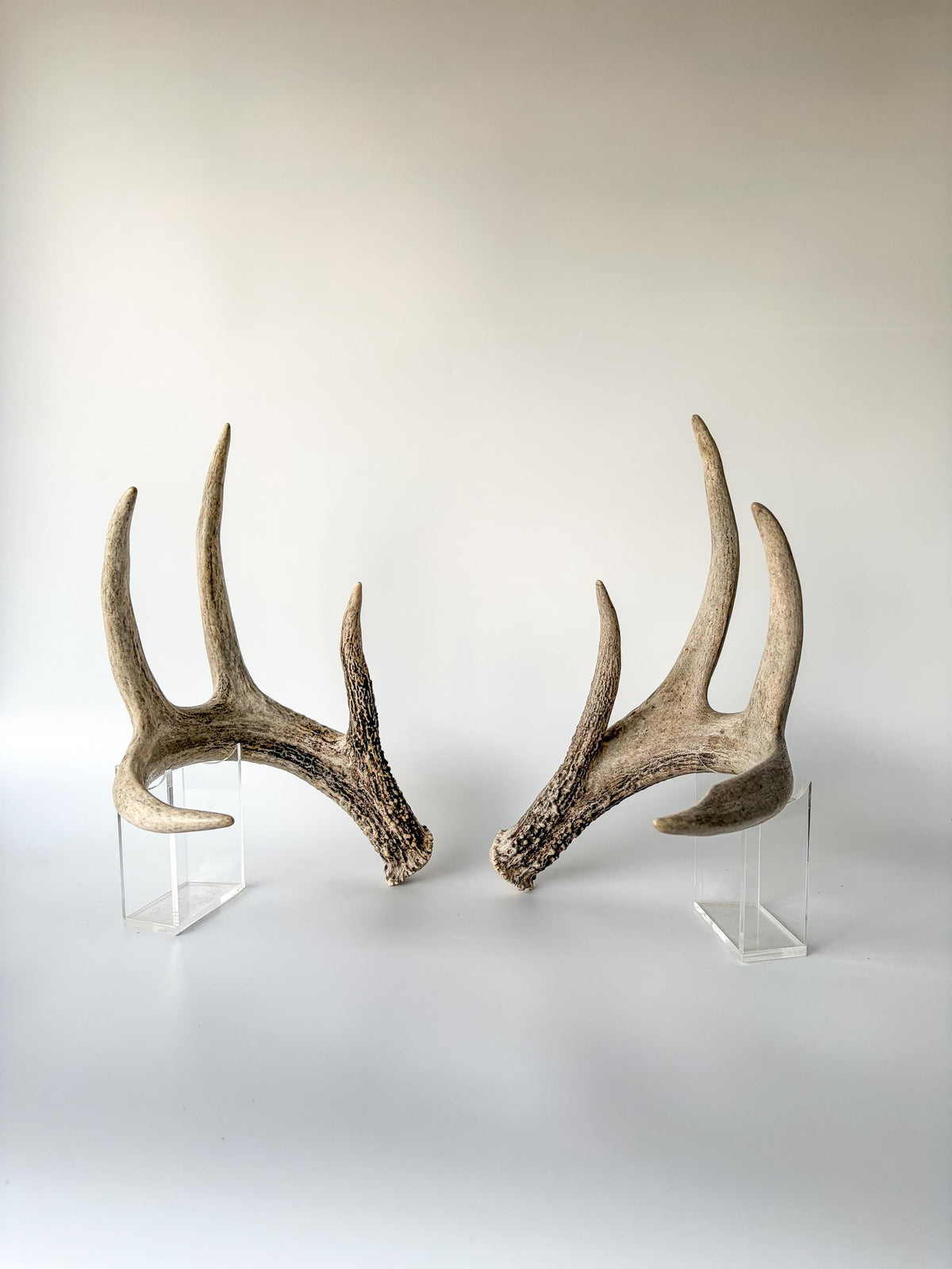 Deer Antlers - Matched sheds from a Whitetail deer. Crafting. Farmhouse, Rustic Decor.