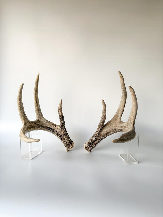 Deer Antlers - Matched sheds from a Whitetail deer. Crafting. Farmhouse, Rustic Decor.